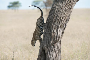 Tanzania Big Five Safari leopard