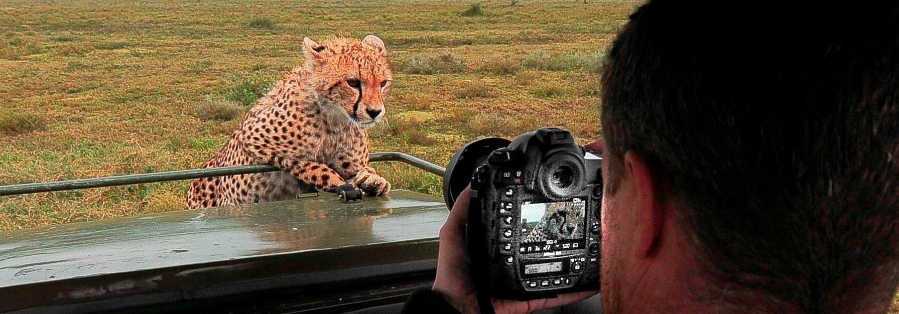 Tanzania safari and Zanzibar Cheetah cub Serengeti Tanzania