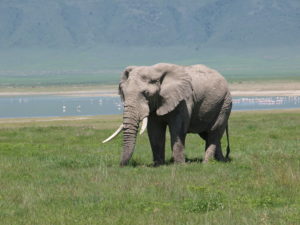 Ngorongoro Crater elephant bull