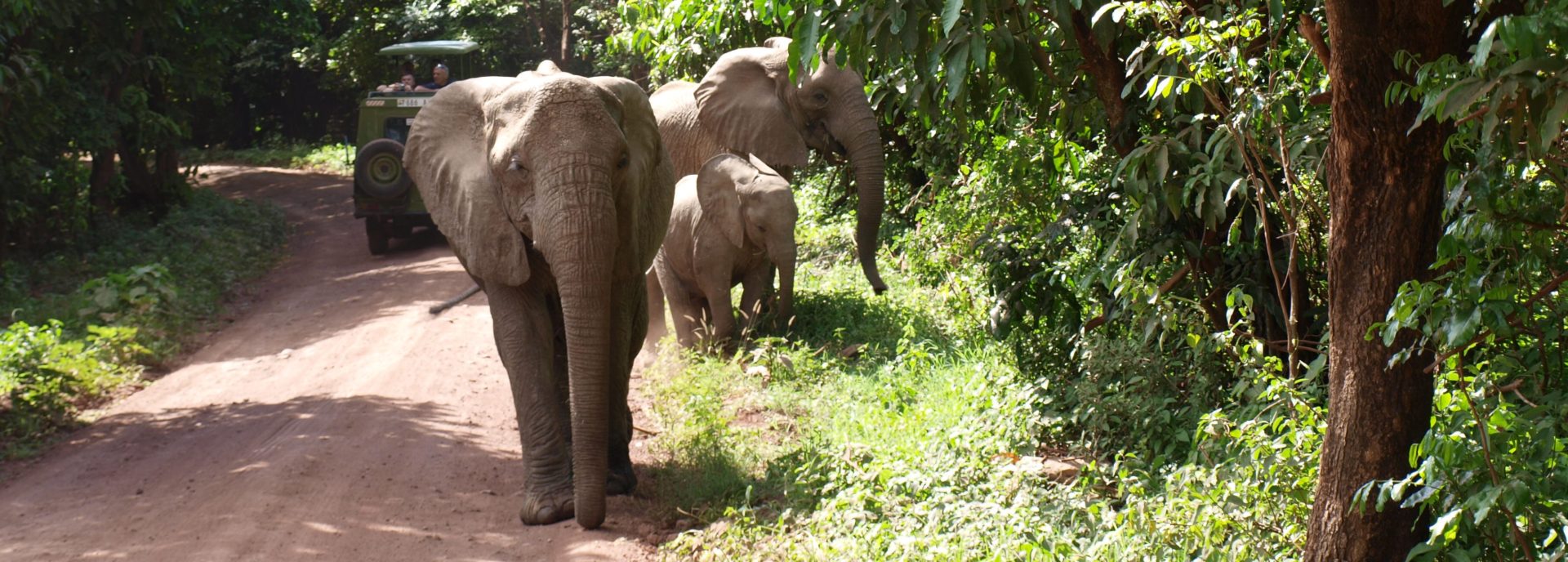 elephants by jeep in lake manyara