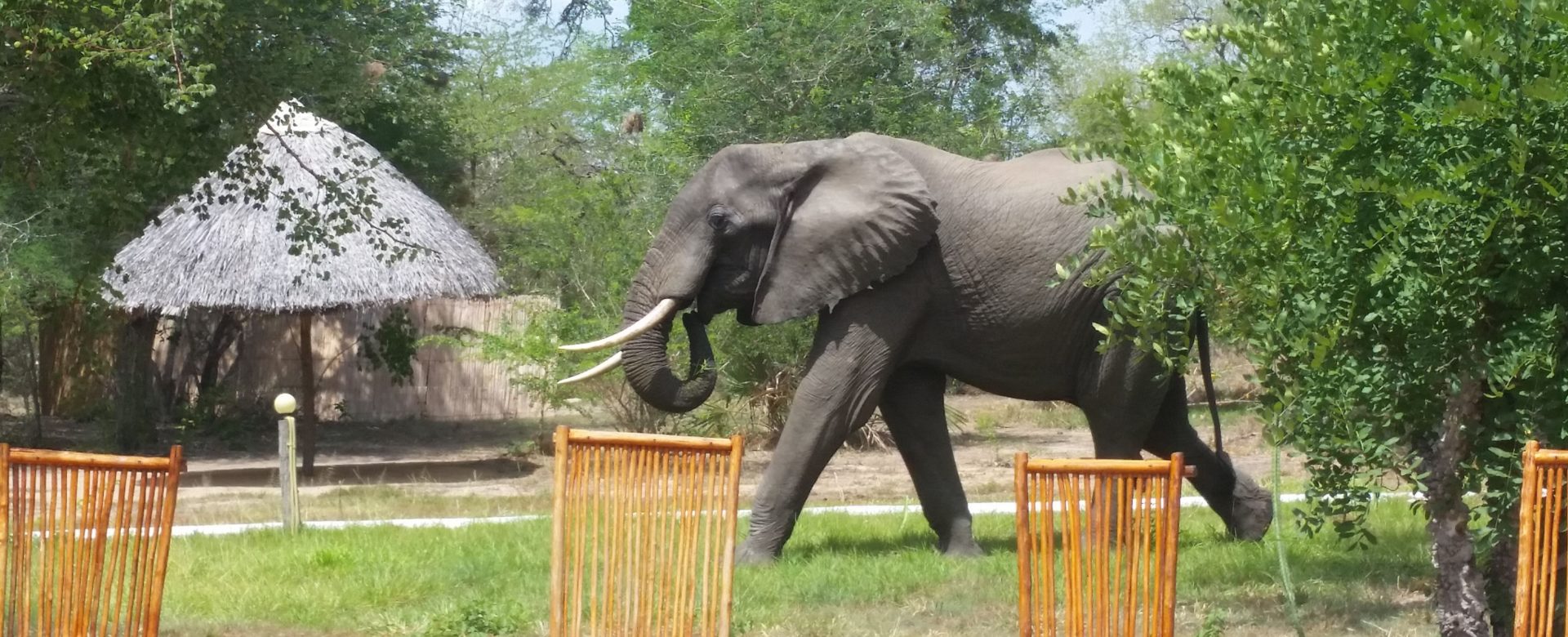 Elephant Selous Game Reserve