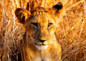 selous_lion