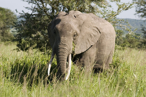 Elephant in Mikumi National Park Tanzania